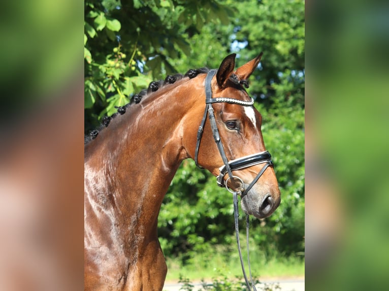 Koń hanowerski Klacz 5 lat 170 cm Gniada in Selsingen