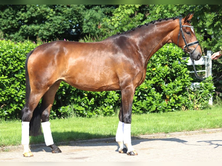Koń hanowerski Klacz 5 lat 170 cm Gniada in Selsingen