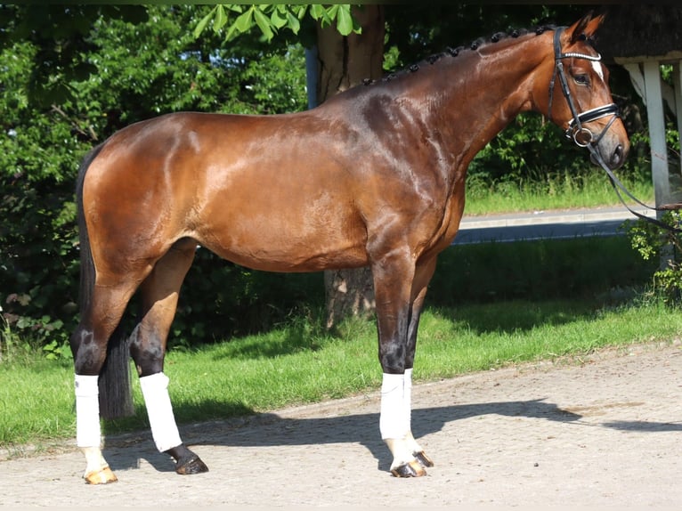 Koń hanowerski Klacz 5 lat 170 cm Gniada in Selsingen