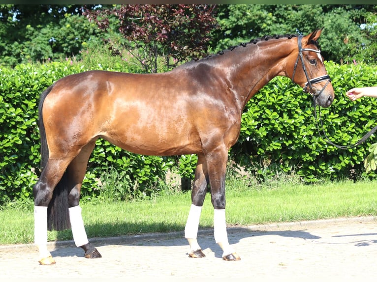 Koń hanowerski Klacz 5 lat 170 cm Gniada in Selsingen