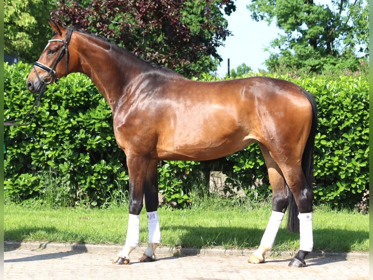 Koń hanowerski Klacz 5 lat 170 cm Gniada in Selsingen