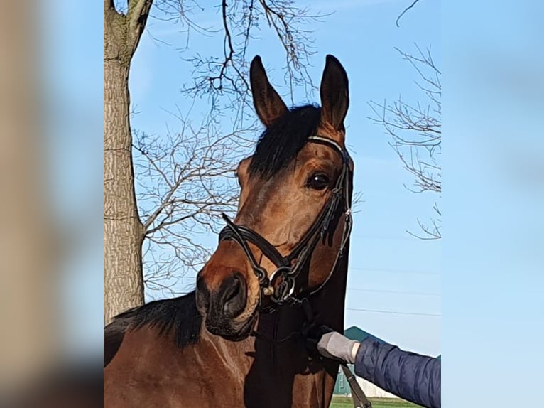 Koń hanowerski Klacz 5 lat 170 cm Gniada in Wietmarschen