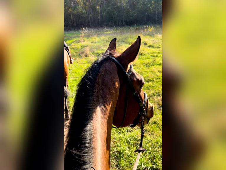 Koń hanowerski Klacz 5 lat 170 cm Gniada in Rodgau