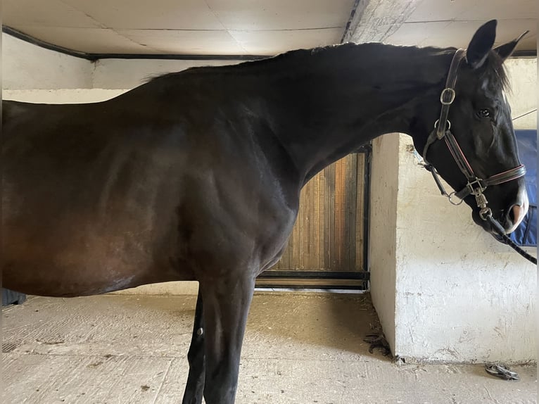 Koń hanowerski Klacz 5 lat 170 cm Kara in Angers