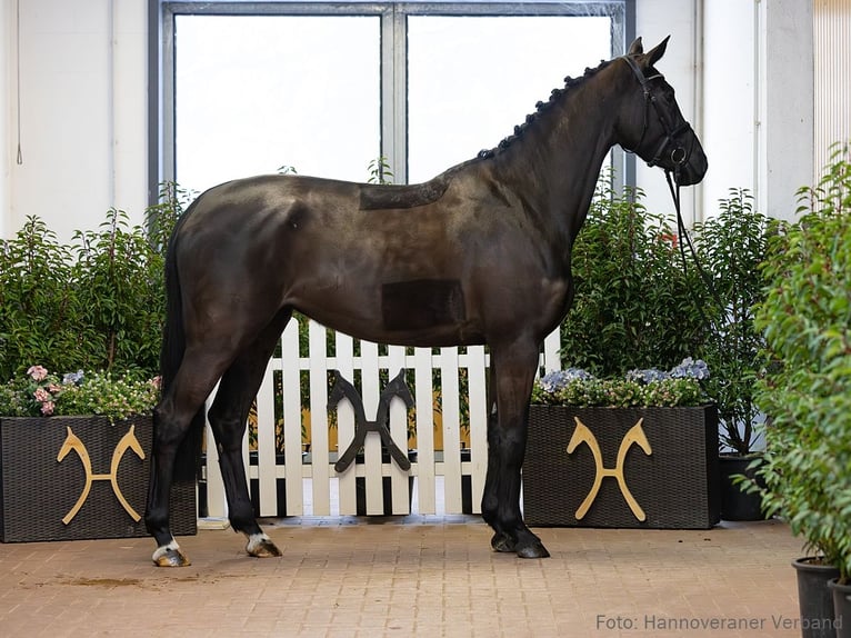 Koń hanowerski Klacz 5 lat 170 cm Kara in Verden
