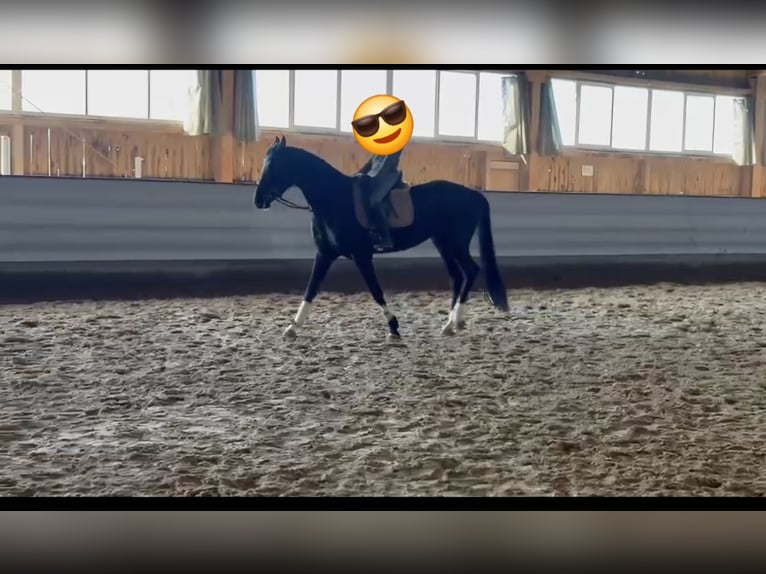 Koń hanowerski Klacz 5 lat 170 cm Kara in Albstadt