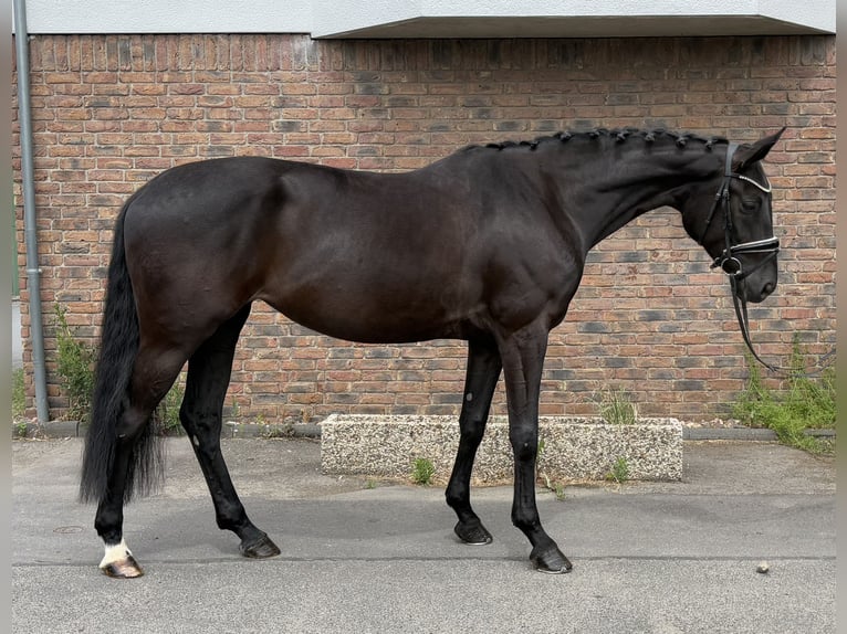 Koń hanowerski Klacz 5 lat 170 cm Kara in Niederkassel