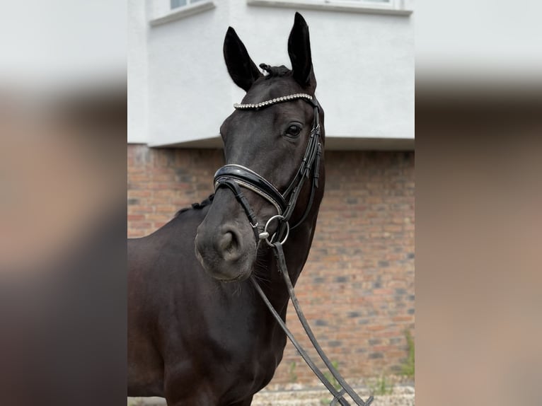 Koń hanowerski Klacz 5 lat 170 cm Kara in Niederkassel