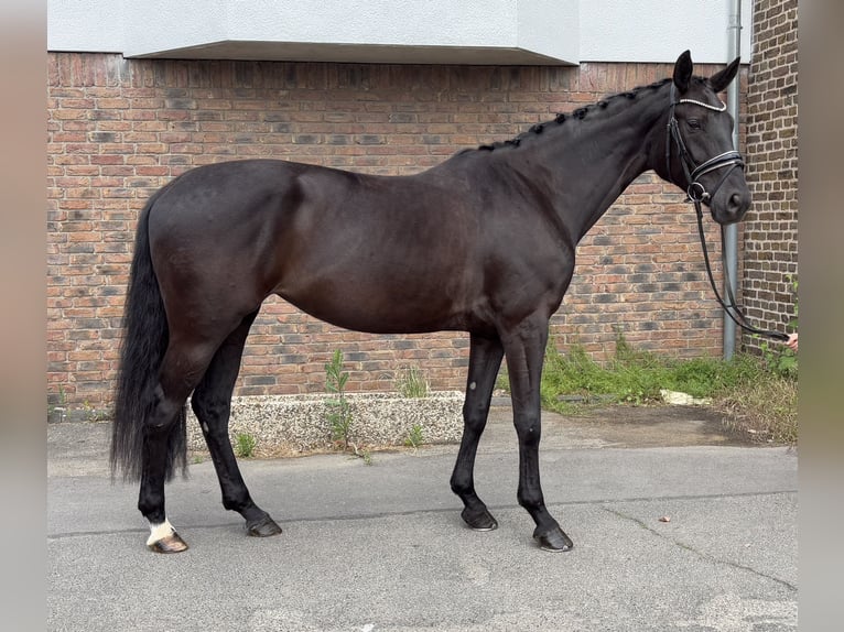 Koń hanowerski Klacz 5 lat 170 cm Kara in Niederkassel