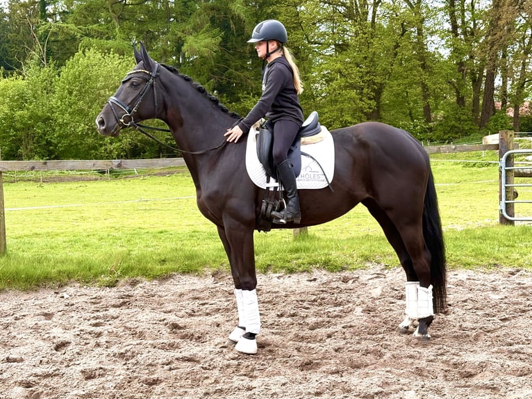 Koń hanowerski Klacz 5 lat 170 cm Kara in Kirchlinteln