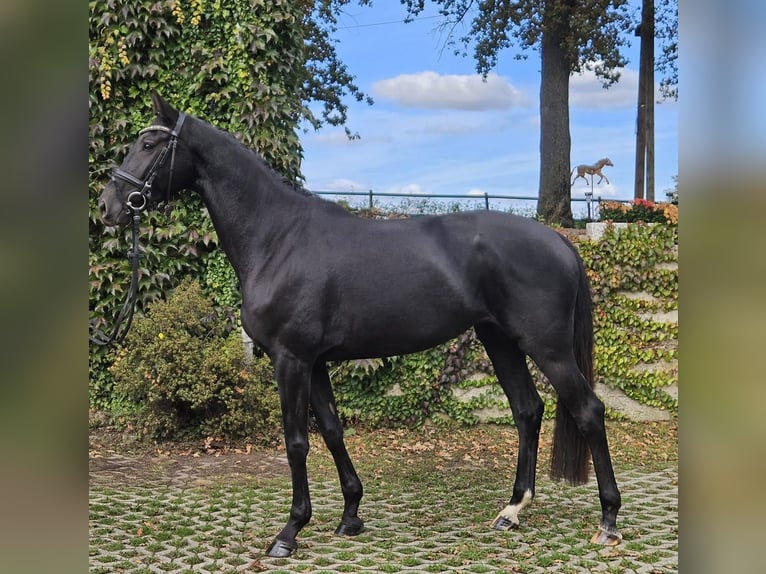 Koń hanowerski Klacz 5 lat 170 cm Kara in Sprockhövel