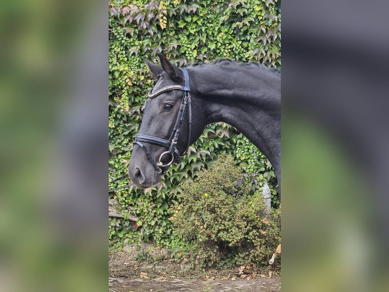 Koń hanowerski Klacz 5 lat 170 cm Kara in Sprockhövel