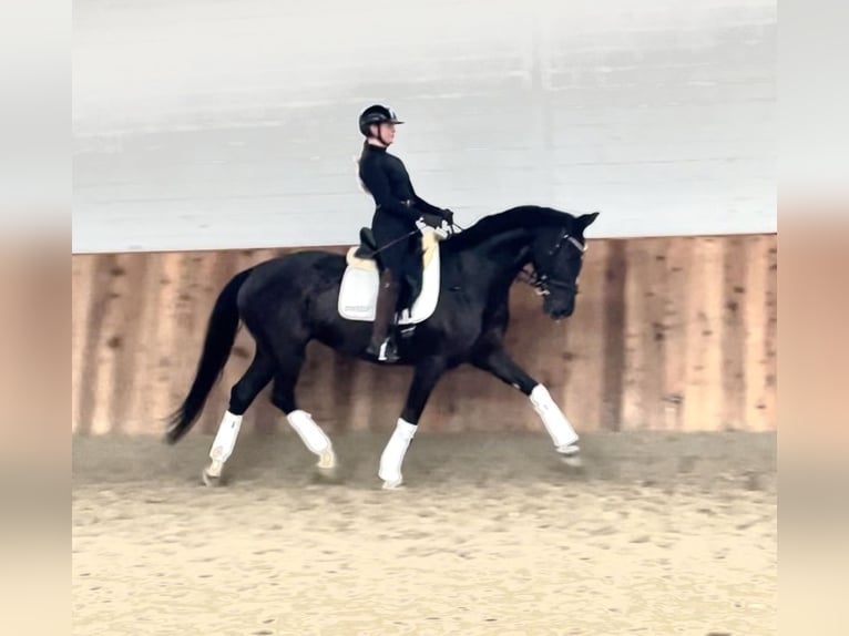 Koń hanowerski Klacz 5 lat 170 cm Kara in Krefeld