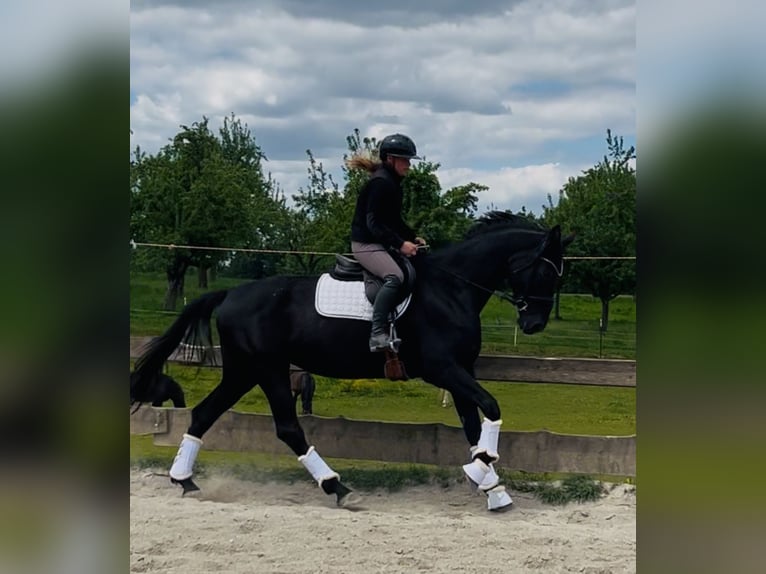 Koń hanowerski Klacz 5 lat 170 cm Kara in Wangen im Allg&#xE4;u