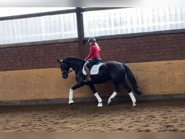 Koń hanowerski Klacz 5 lat 170 cm in Selsingen
