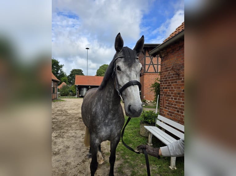Koń hanowerski Klacz 5 lat 170 cm Siwa jabłkowita in Bleckede