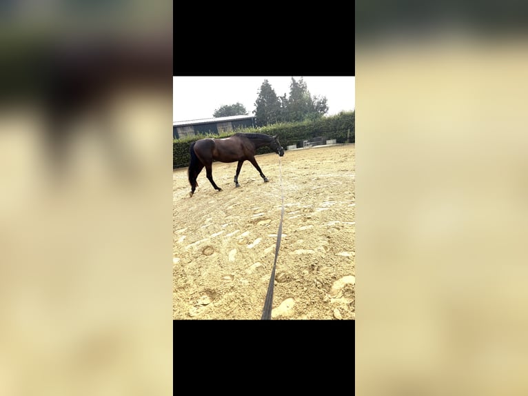 Koń hanowerski Klacz 5 lat 170 cm Skarogniada in Hamminkeln