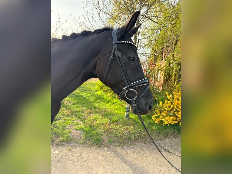 Koń hanowerski Klacz 5 lat 171 cm Kara in Landesbergen