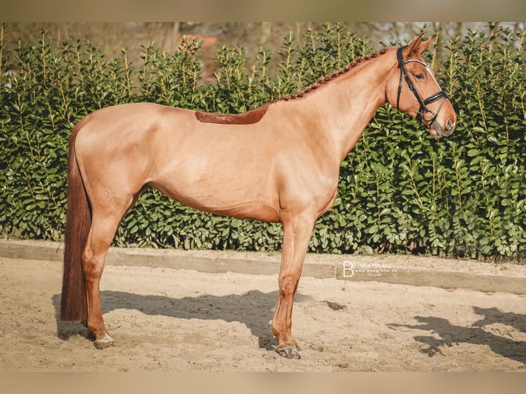 Koń hanowerski Klacz 5 lat 171 cm Kasztanowata in Ohrensen