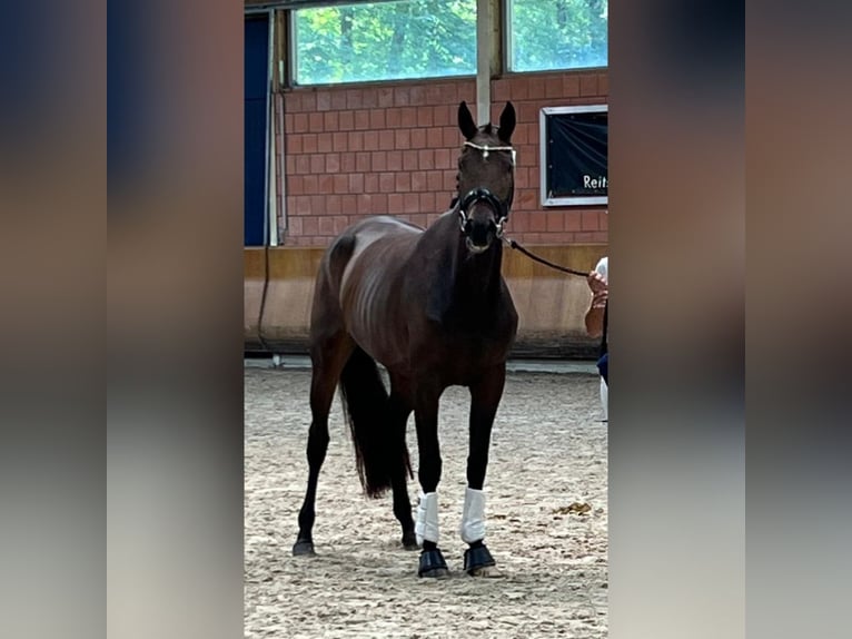 Koń hanowerski Klacz 5 lat 172 cm Ciemnogniada in Eschweiler