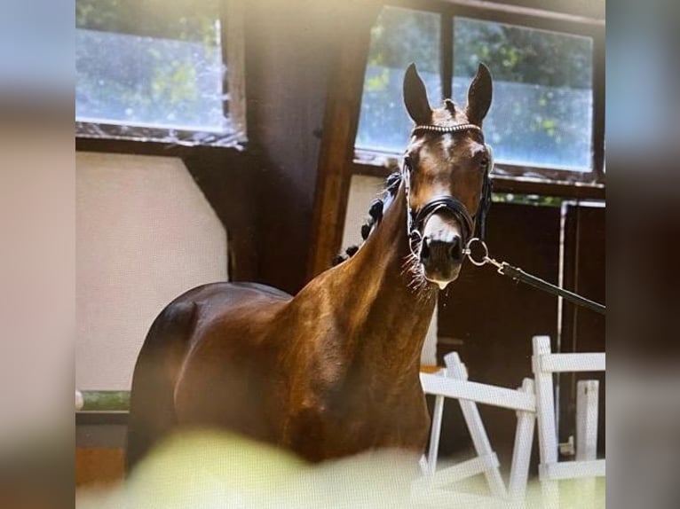 Koń hanowerski Klacz 5 lat 172 cm Ciemnogniada in Eschweiler