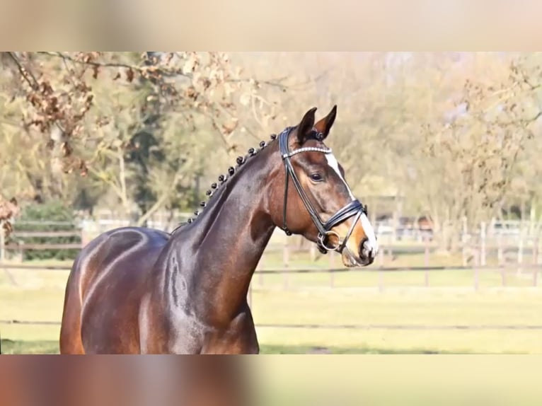 Koń hanowerski Klacz 5 lat 172 cm Ciemnogniada in Ahrensburg