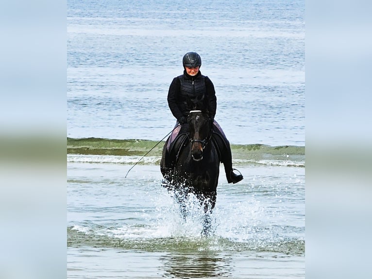 Koń hanowerski Klacz 5 lat 172 cm Ciemnogniada in Korbach