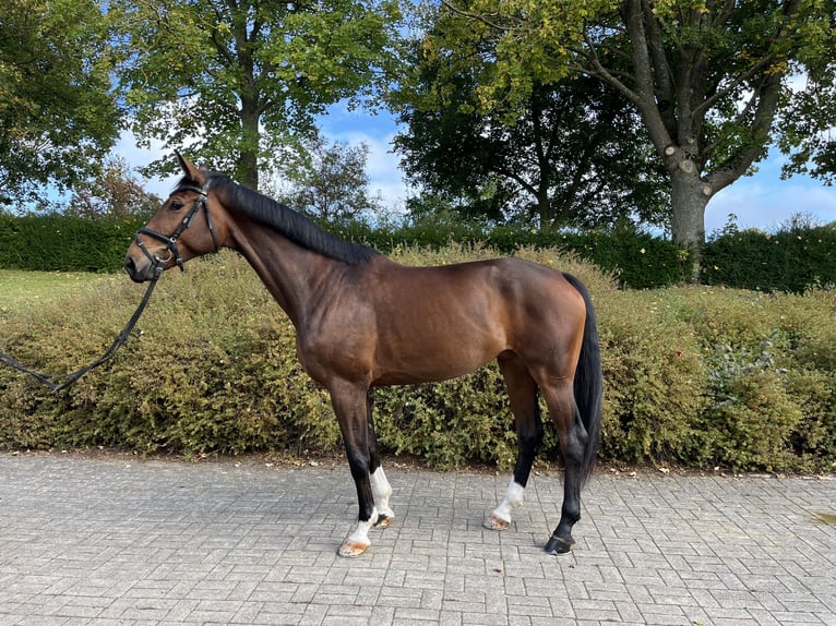 Koń hanowerski Klacz 5 lat 172 cm Ciemnogniada in Diemelsee