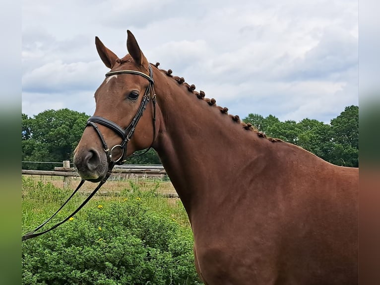 Koń hanowerski Klacz 5 lat 172 cm Ciemnokasztanowata in Loxstedt