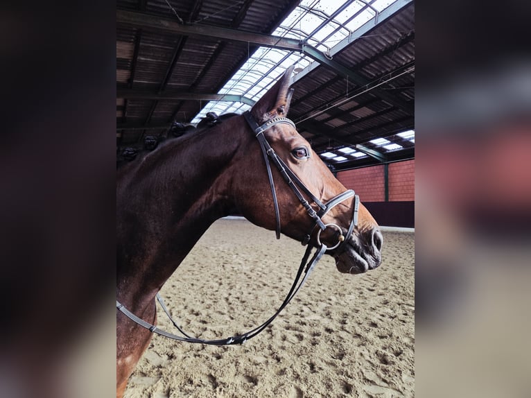 Koń hanowerski Klacz 5 lat 172 cm Gniada in Bassum