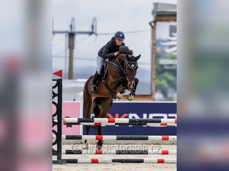 Koń hanowerski Klacz 5 lat 172 cm Gniada in Region Prag
