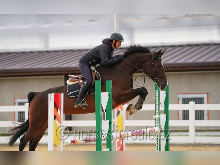 Koń hanowerski Klacz 5 lat 172 cm Gniada in Region Prag