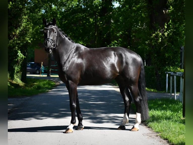 Koń hanowerski Klacz 5 lat 172 cm Kara in Ennigerloh