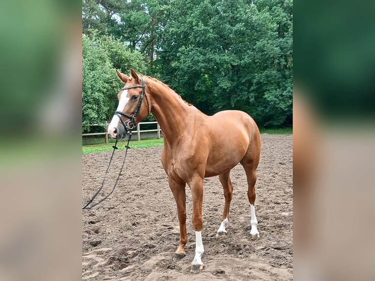 Koń hanowerski Klacz 5 lat 172 cm Kasztanowata in Barenburg