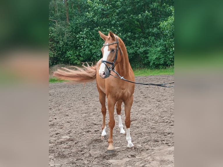 Koń hanowerski Klacz 5 lat 172 cm Kasztanowata in Barenburg