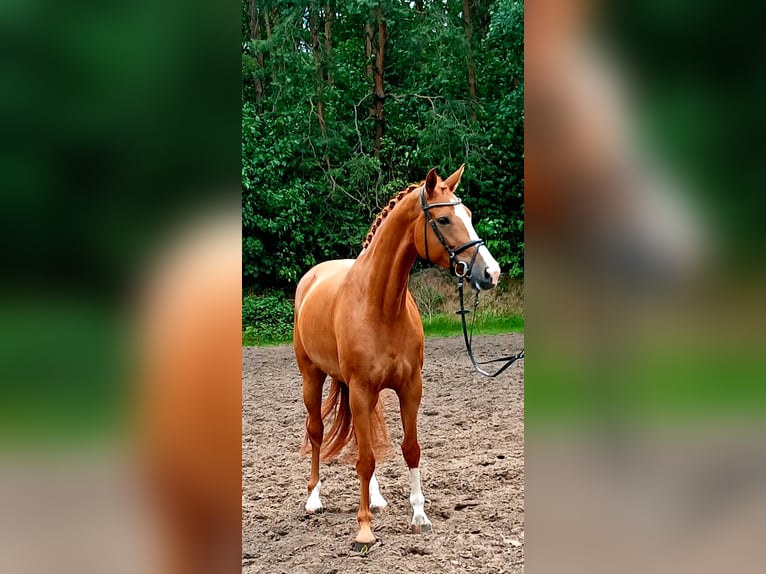 Koń hanowerski Klacz 5 lat 172 cm Kasztanowata in Barenburg