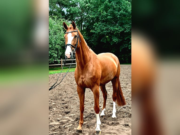 Koń hanowerski Klacz 5 lat 172 cm Kasztanowata in Barenburg