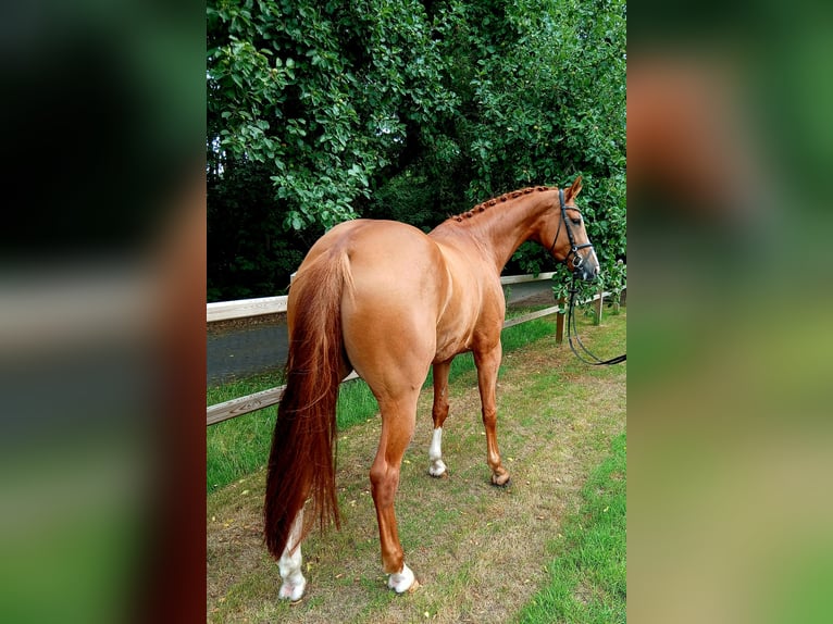 Koń hanowerski Klacz 5 lat 172 cm Kasztanowata in Barenburg