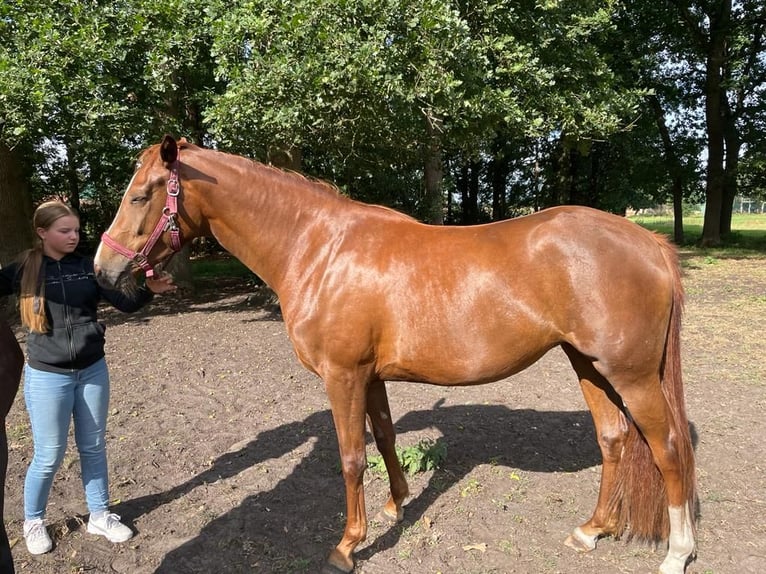 Koń hanowerski Klacz 5 lat 172 cm Kasztanowata in Drackenstein