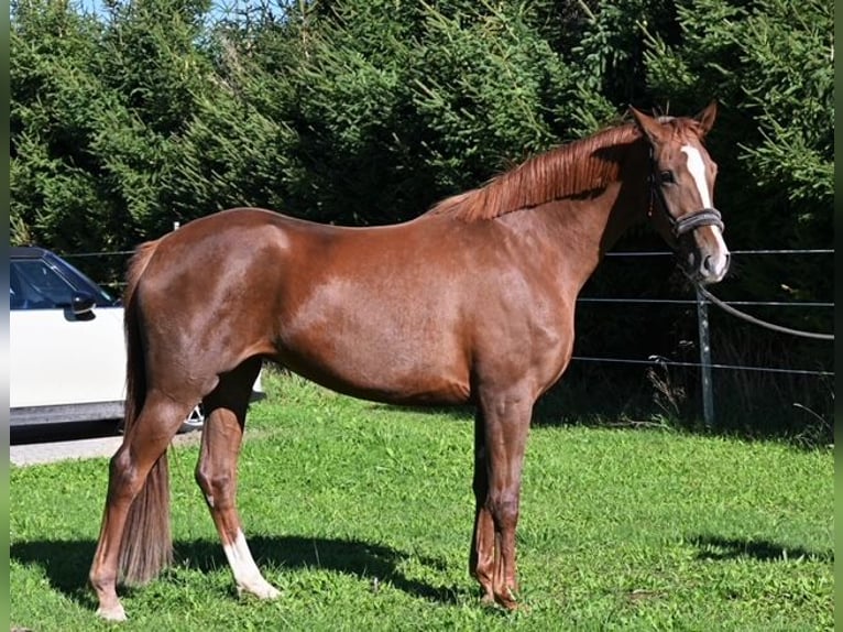 Koń hanowerski Klacz 5 lat 172 cm Kasztanowata in Drackenstein