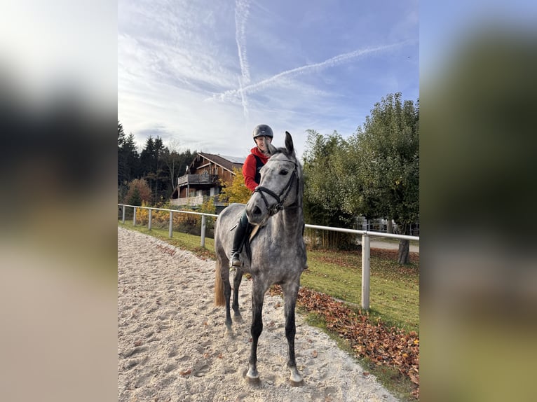 Koń hanowerski Klacz 5 lat 172 cm Siwa jabłkowita in Traunreut