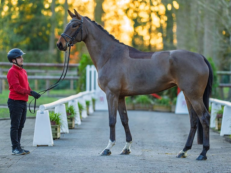 Koń hanowerski Klacz 5 lat 173 cm Gniada in Münster-Handorf