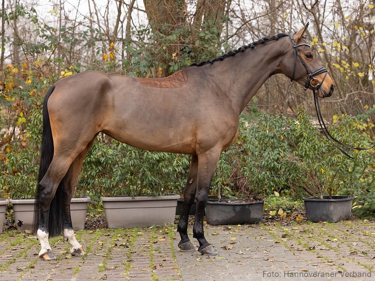 Koń hanowerski Klacz 5 lat 173 cm Gniada in Verden