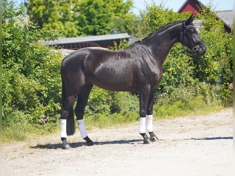 Koń hanowerski Klacz 5 lat 173 cm Kara in Hohenfelde