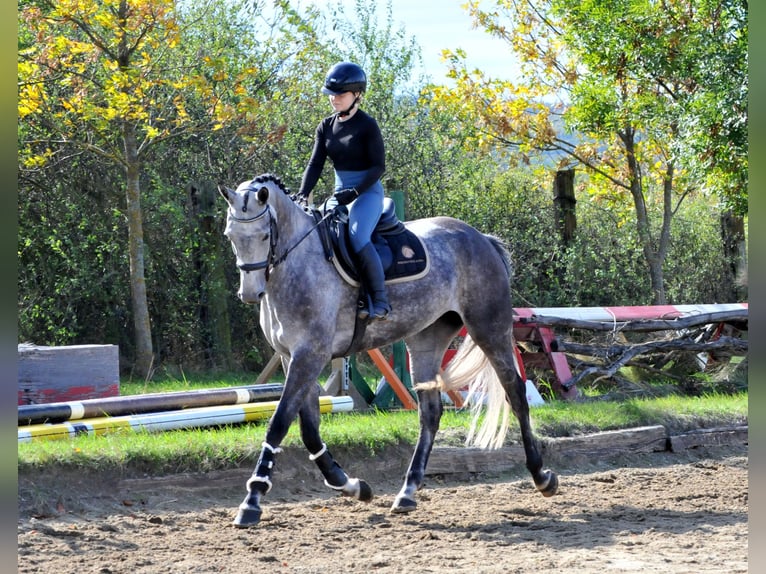 Koń hanowerski Klacz 5 lat 173 cm Siwa in Schattendorf