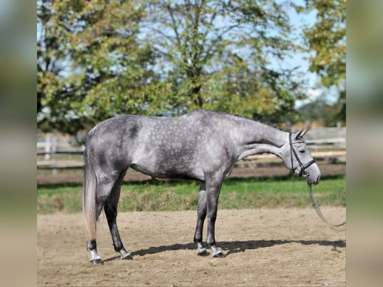 Koń hanowerski Klacz 5 lat 173 cm Siwa in Schattendorf