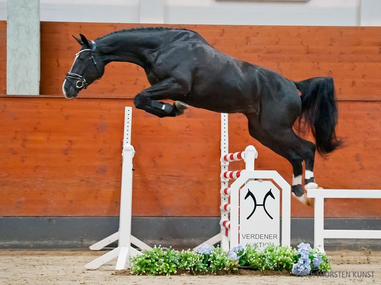 Koń hanowerski Klacz 5 lat 173 cm Skarogniada in Verden