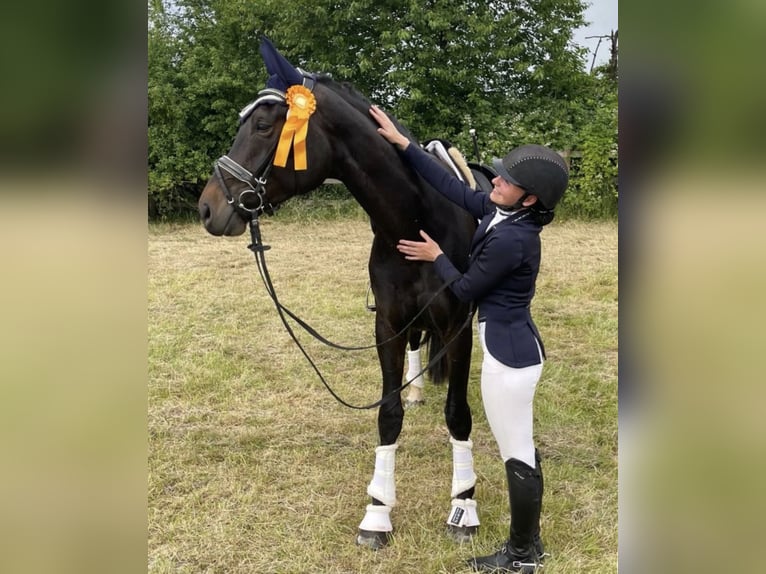 Koń hanowerski Klacz 5 lat 174 cm Ciemnogniada in Sankt Wendel