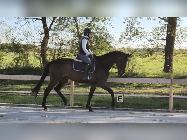 Koń hanowerski Klacz 5 lat 174 cm Gniada in Bremervörde