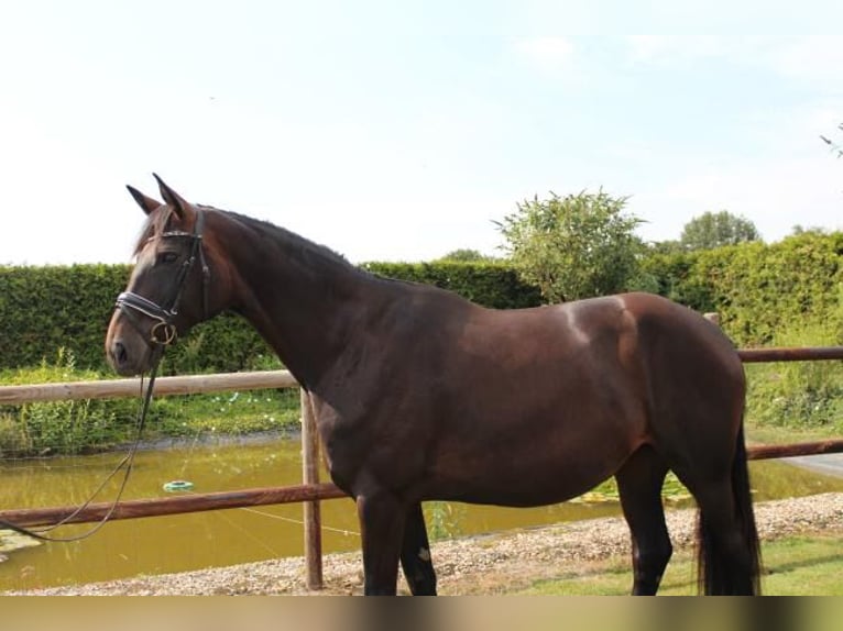 Koń hanowerski Klacz 5 lat 175 cm Ciemnogniada in Hamersen